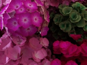 plants in pot Modelo 3D