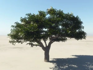 summer cherry tree 1 3D Model
