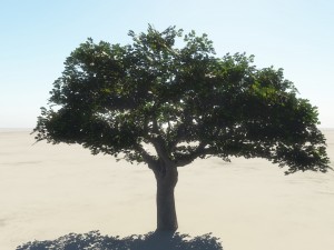 summer cherry tree 1 3D Модель