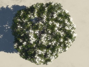 summer cherry tree 1 3D Модель