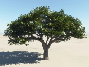 summer cherry tree 1 3D Model