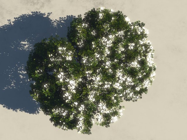 summer cherry tree 2 Model 3D .c4d .max .obj .3ds .fbx .stl .blend 