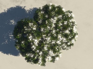 summer cherry tree 2 3D Model