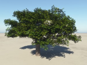 summer cherry tree 2 Model 3D