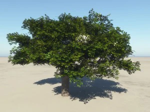 summer cherry tree 2 3D Model
