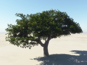summer cherry tree 2 Model 3D