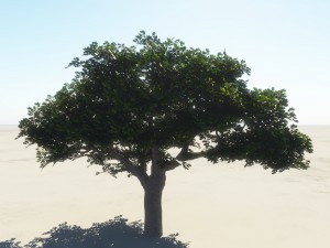 summer cherry tree 2 Model 3D