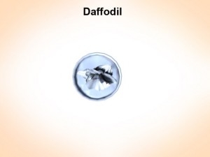 daffodil 3D Модель