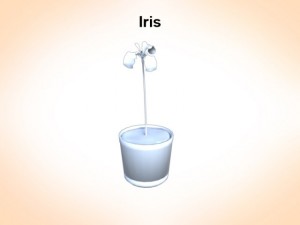 iris 3D Model