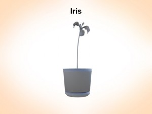 iris 3D Model