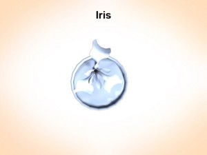 iris 3D Model