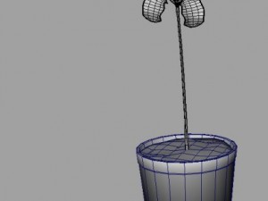 iris 3D Model