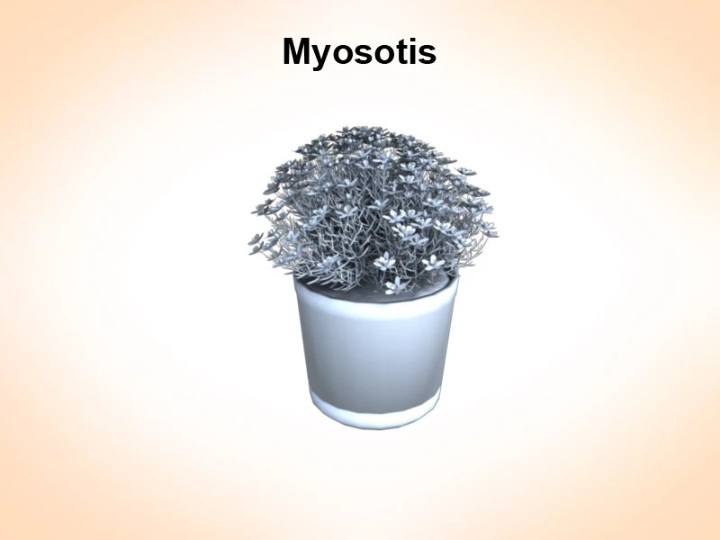 myosotis 3D Model .c4d .max .obj .3ds .fbx .stl .blend 