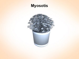 myosotis 3Dモデル