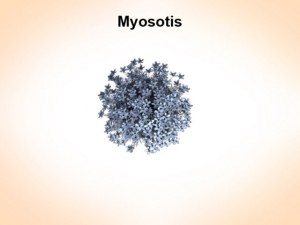 myosotis 3Dモデル
