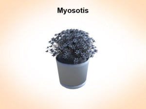 myosotis 3Dモデル