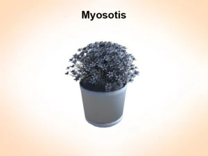 myosotis 3D Model