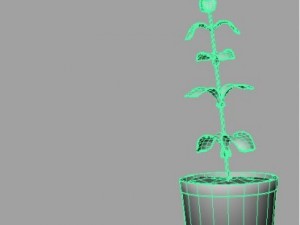 rose 3D 모델