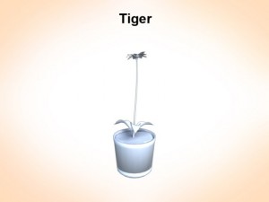 tiger lily 3Dモデル