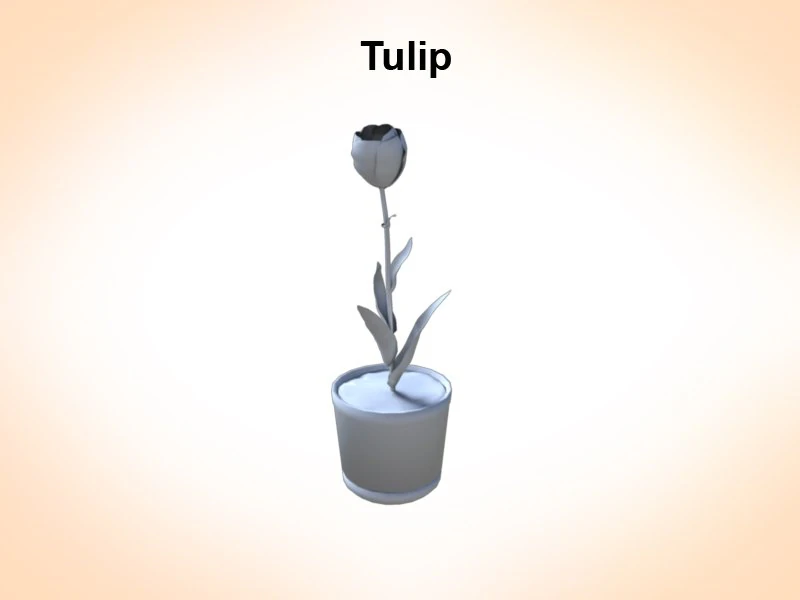 tulip 3D Model .c4d .max .obj .3ds .fbx .stl .blend 