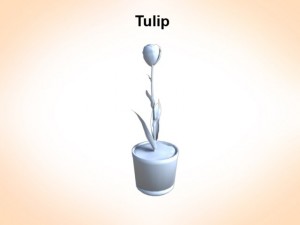 tulip Model 3D