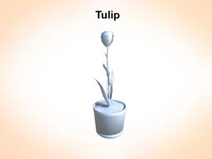 tulip 3D Model