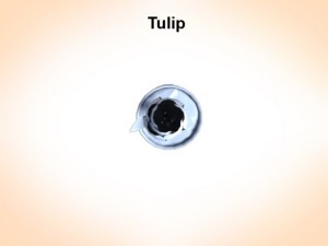 tulip Model 3D