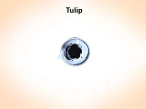 tulip 3D Model
