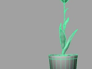 tulip 3D Model