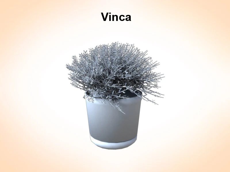 vinca 3D Model .c4d .max .obj .3ds .fbx .stl .blend 