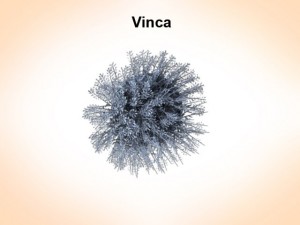 vinca Modèle 3D