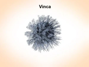 vinca 3D Model