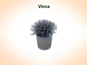 vinca Modèle 3D