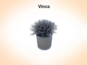 vinca 3D Model