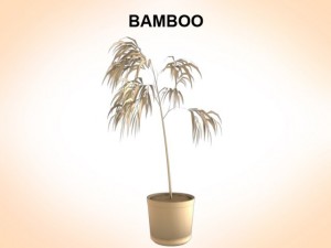 bamboo Modelo 3D