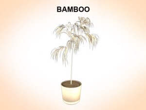 bamboo 3D Model