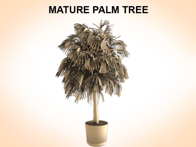 mature palm 3D Модель .c4d .max .obj .3ds .fbx .stl .blend 