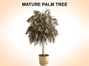 mature palm 3D Model