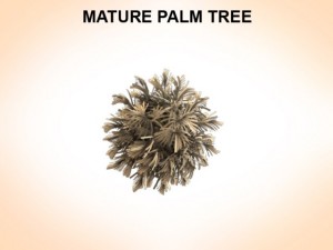 mature palm 3D Модель
