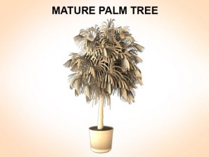 mature palm 3D Модель
