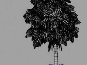 mature palm 3D Модель