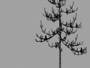 dead pines 3D मॉडल