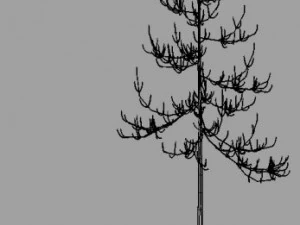dead pines 3D Model