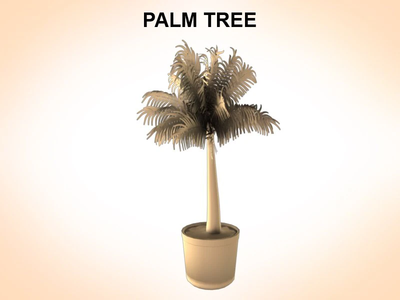 palm tree young 3D Model .c4d .max .obj .3ds .fbx .stl .blend 