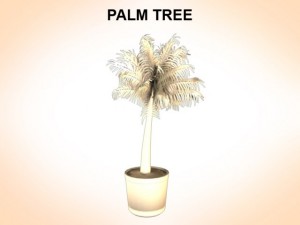 palm tree young 3D 모델