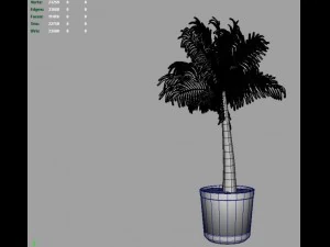 palm tree young 3D Model
