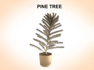 pine tree Modelo 3D