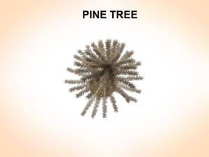 pine tree Modèle 3D