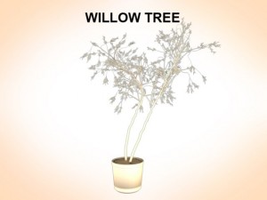 willow tree 3D Model