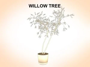 willow tree 3D Model